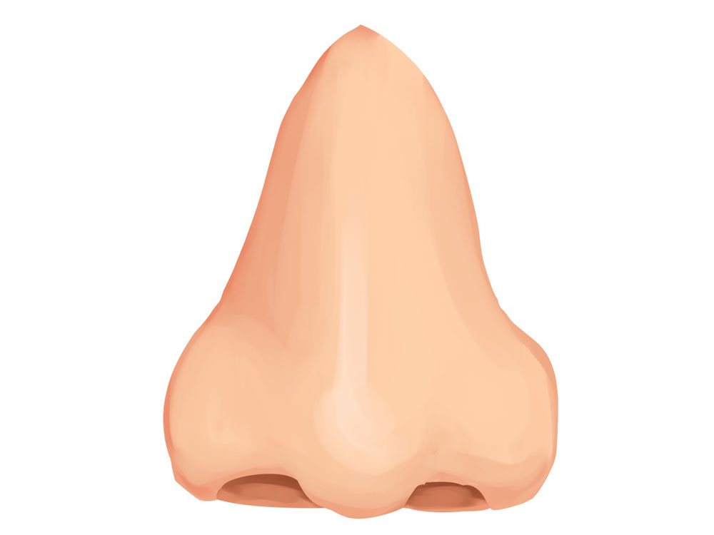 【人相占い】鼻の大きさ、形で分かる性格
